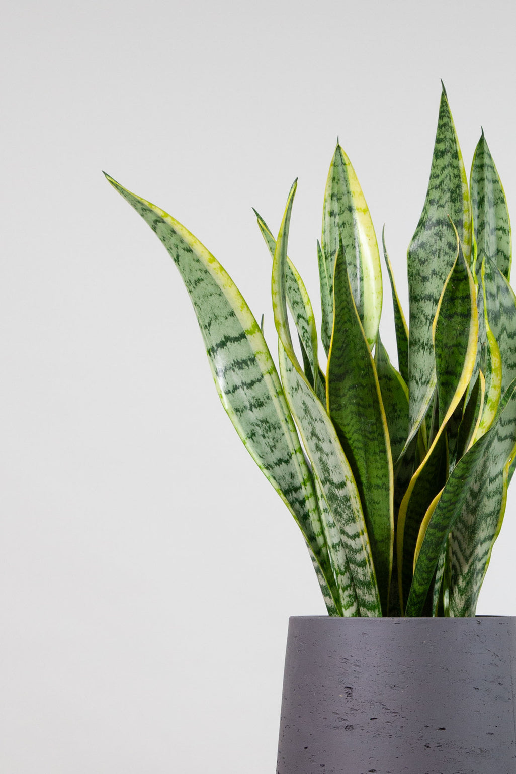 files/IndoorPlants-StudioShots13.11.2023-412.jpg